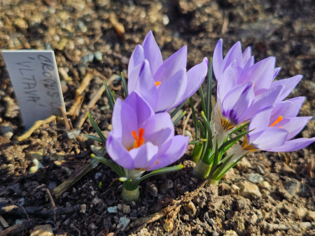 Crocus concinnus ´VLTAVA´